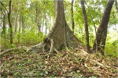 Aphananthe cuspidata